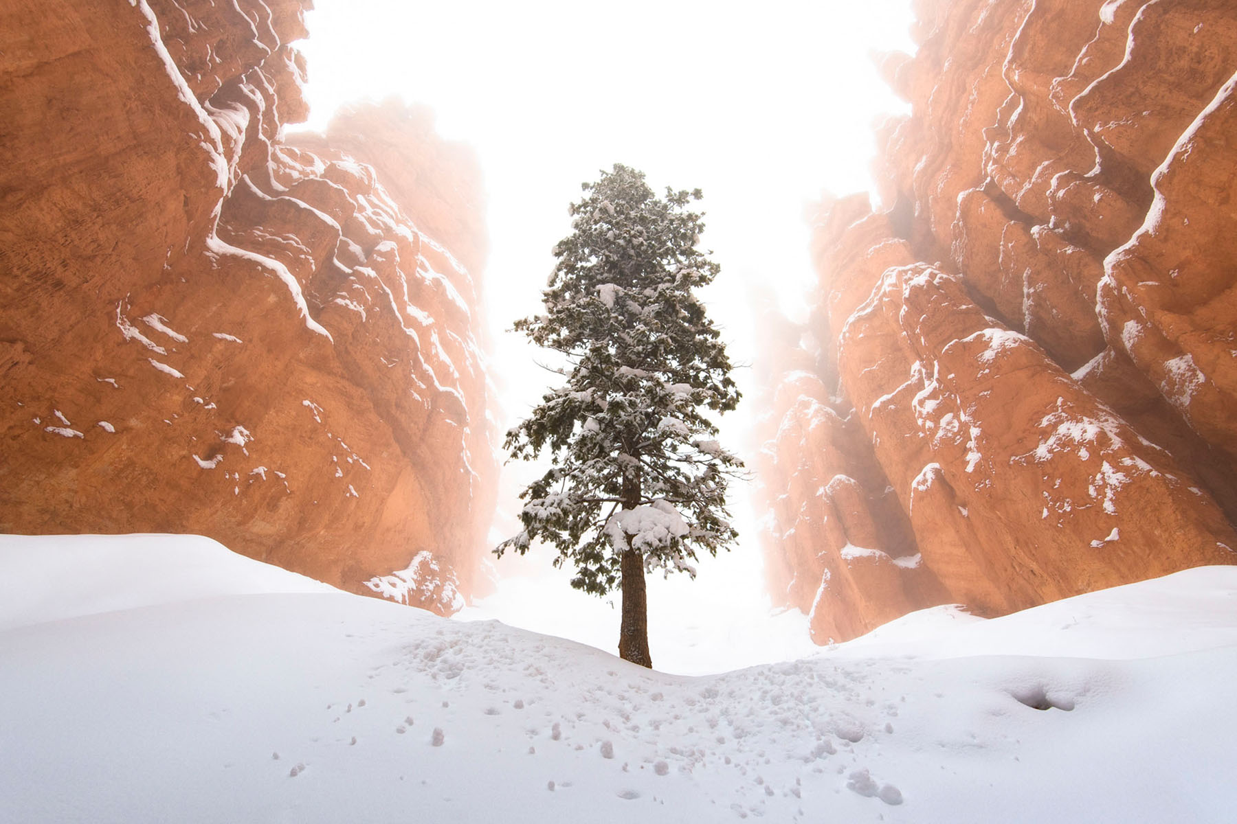 Bryce National Park during winter with Tree and Hoodoos (Copy)