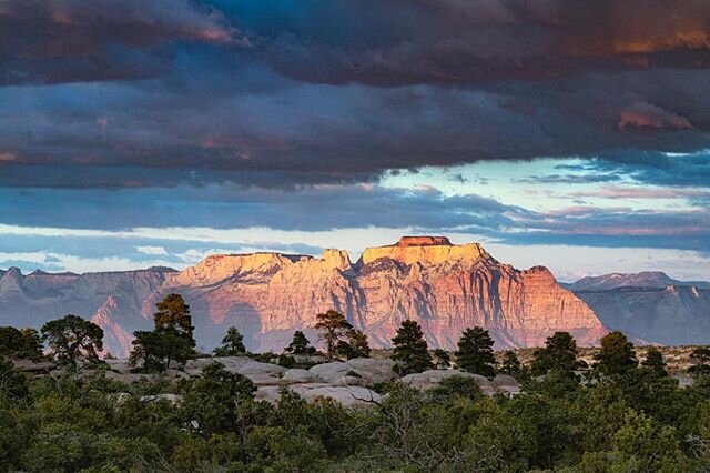 I think these are the only large ponderosa trees Ive ever seen growing in a large slick rock patch.  Fascinating... to me at least.  This was from last night.  Enjoyed the quite time with tenor in this beautiful and lesser visited area. #zionn